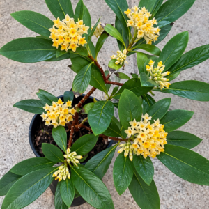 Edgeworthia chrysantha - papierstruik, bloeit in de winter, knoppen komen vanaf okt en vanaf januari begint de eerste bloei tot maart