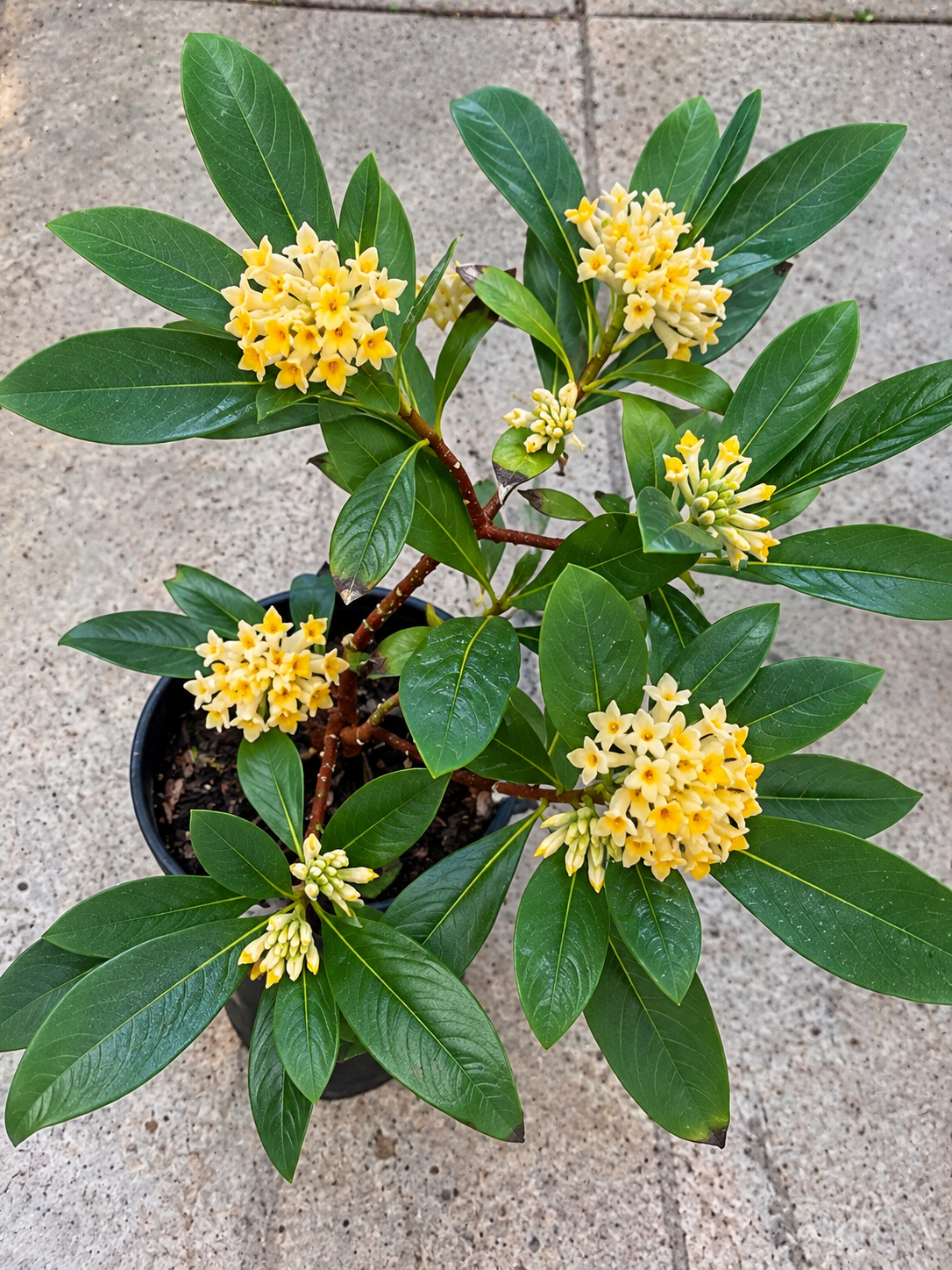 Edgeworthia chrysantha - papierstruik, bloeit in de winter, knoppen komen vanaf okt en vanaf januari begint de eerste bloei tot maart