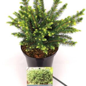 Picea omorica “Karel” dwerg conifeer Die Max 50 A 60 cm hoog wordt