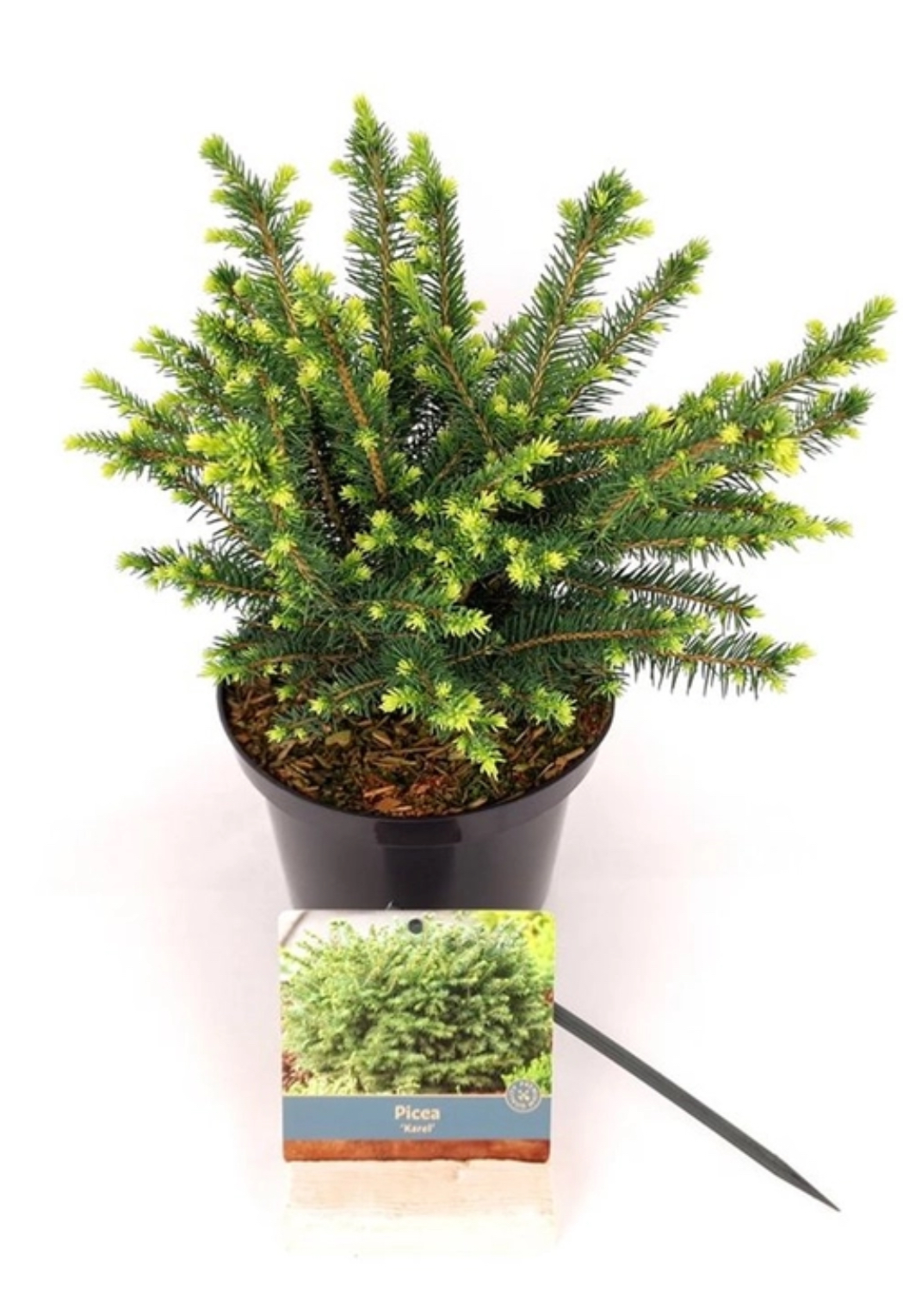 Picea omorica “Karel” dwerg conifeer Die Max 50 A 60 cm hoog wordt